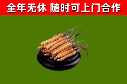 镇江回收冬虫夏草